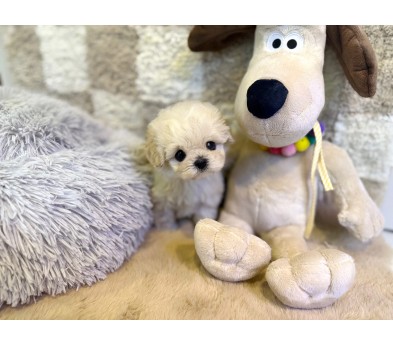 말티푸 분양합니다