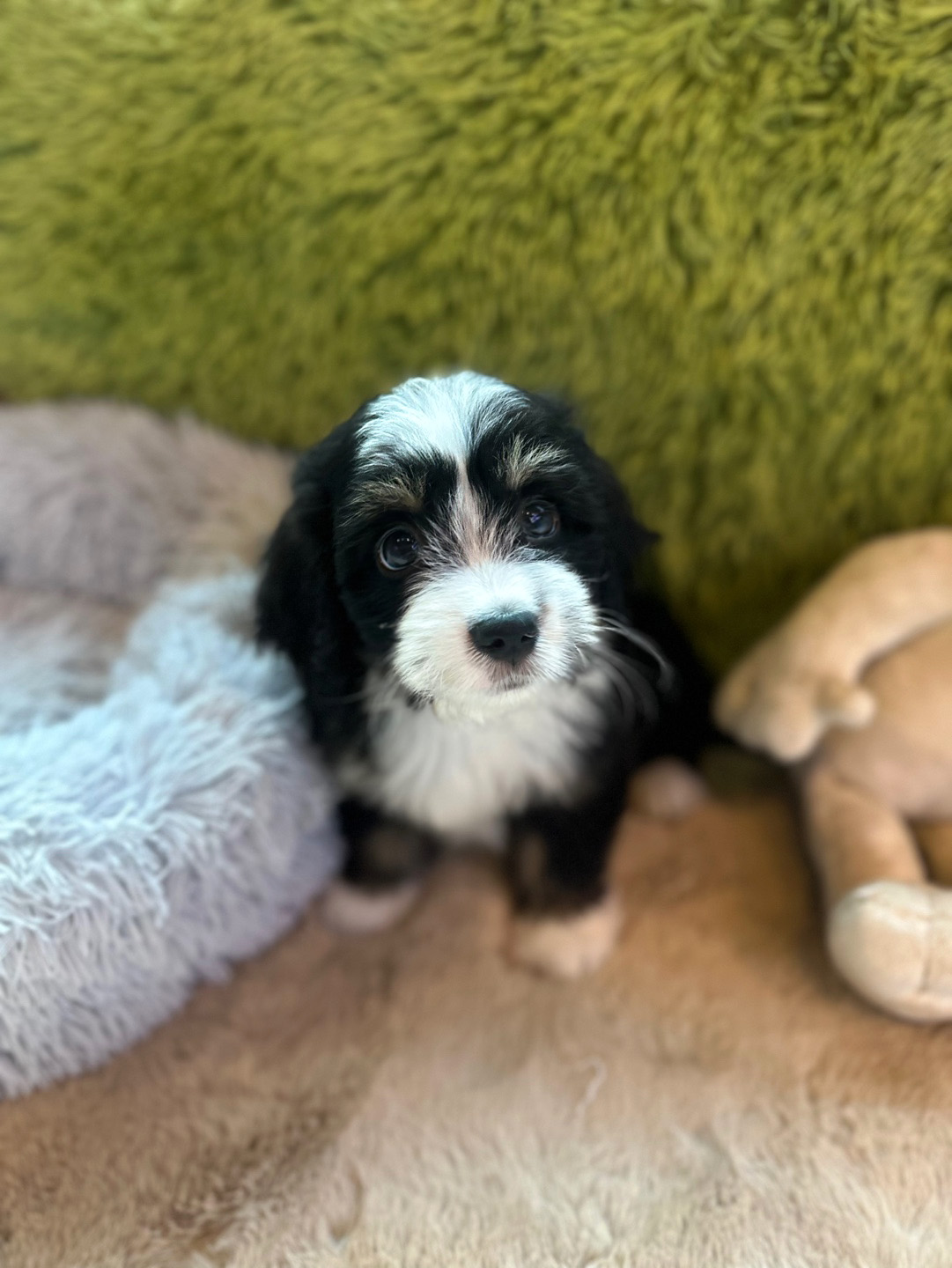 버니두들 분양합니다 (분양완료)