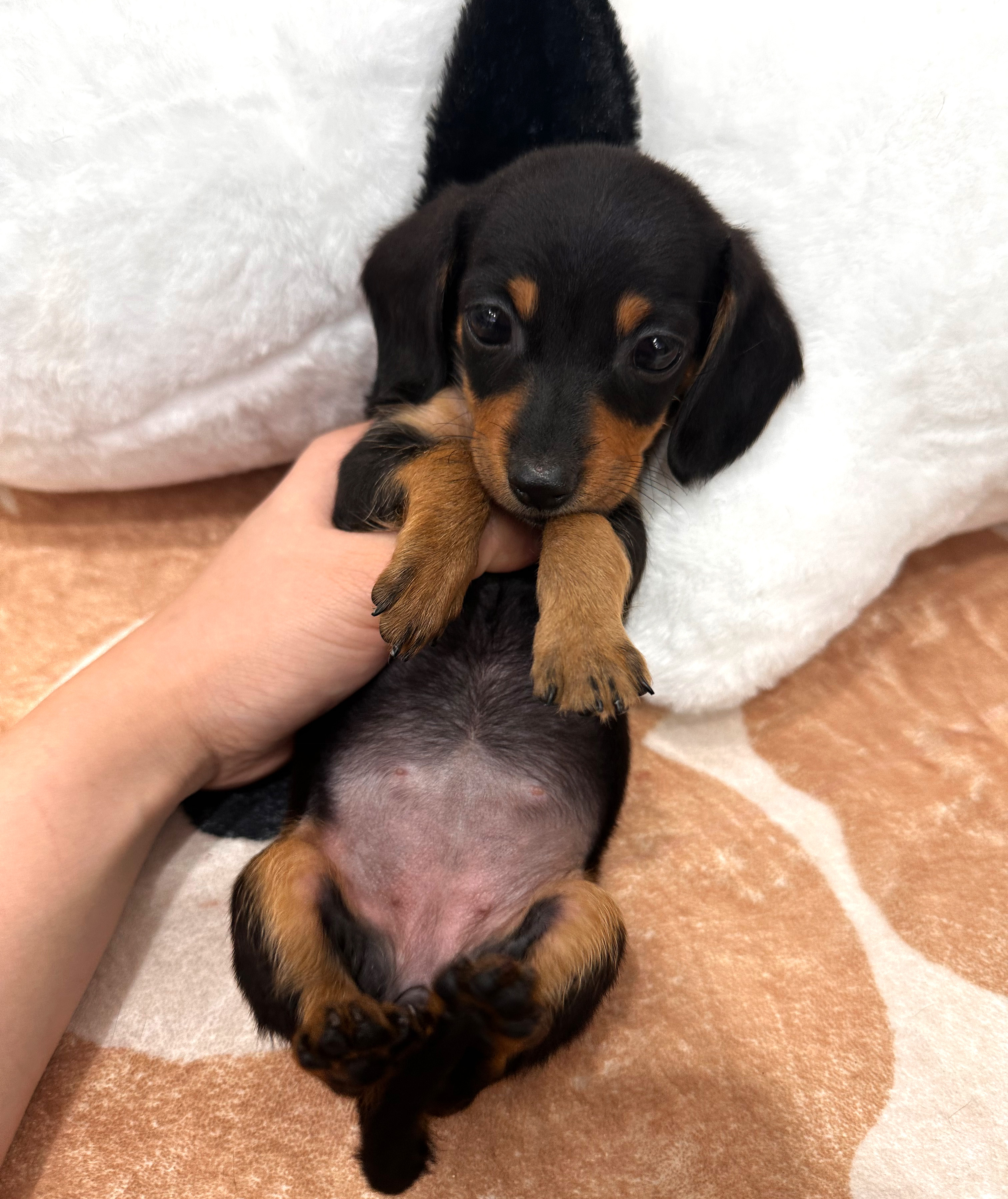 닥스훈트 분양합니다